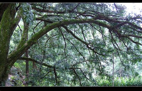 千年香榧树,高山丘壑,自然风景,摄影素材,汇图网www.huitu.com