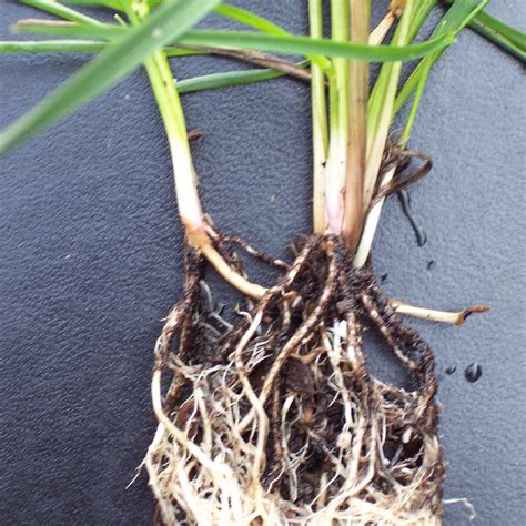 种植基础｜作物根系吸收养分的部位及方法_植物