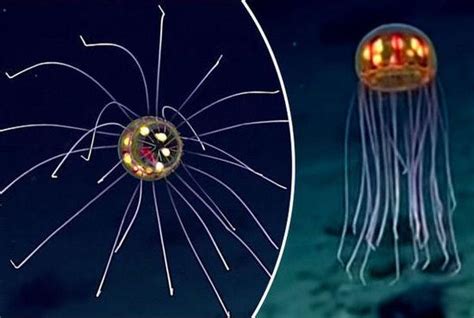 科学家发现诡异深海生物：钟形身体 蜘蛛触手-新闻中心-南海网