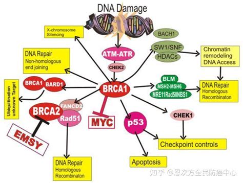 出国看病 BRCA基因突变与前列腺癌的关系，你了解吗？ - 盛诺一家[www.stluciabj.com]