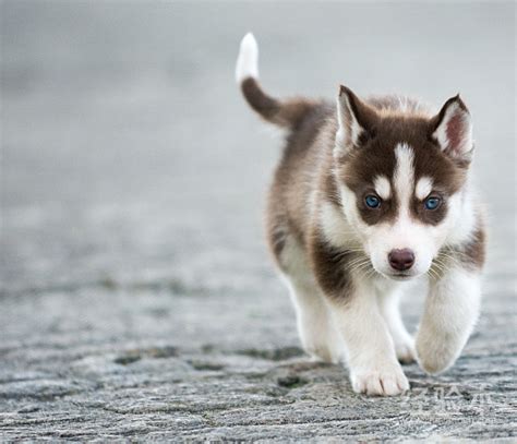 阿拉斯加犬怎么看纯不纯 图文讲解秒懂怎么挑出纯种犬！-兴趣经验本