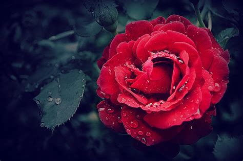 红玫瑰支数代表的含义(七夕将至，玫瑰颜色和支数有讲究) - 【爱喜匠】