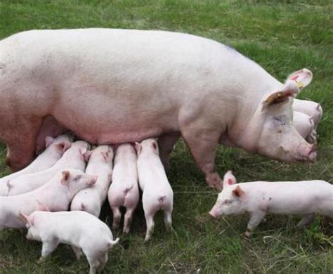 母猪大栏自由分娩应用越来越多，如何克服仔猪死亡率问题 - 猪好多网