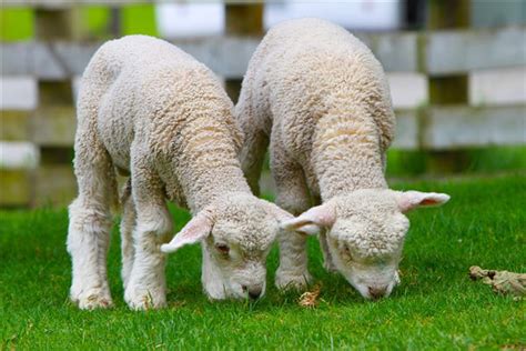 属羊的和什么属相最配 生肖羊的最佳配对属相 - 万年历