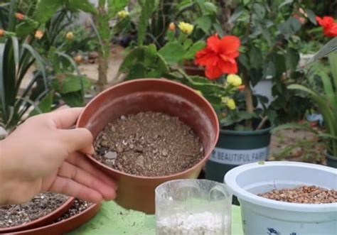 营养土养花专用通用型多肉花土种花种菜绿萝家用有机土壤种植花_虎窝淘