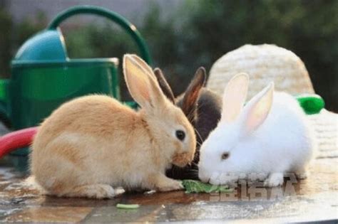 什么品种的兔子适合当宠物（盘点5种最受欢迎的兔子） - 胖萌舍宠物网