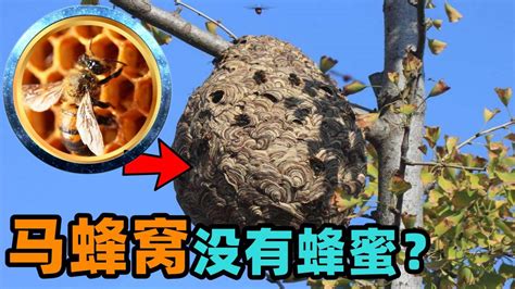 为什么马蜂窝里面没有蜂蜜？马蜂窝和蜜蜂窝的区别是什么？