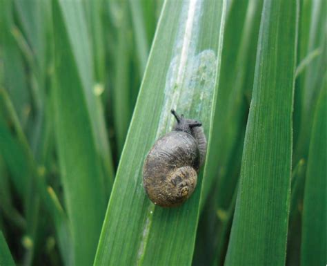 蜗牛-粮棉油作物病虫-图片