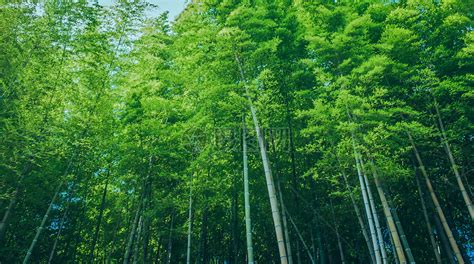 竹背景图片-绿色竹背景素材-高清图片-摄影照片-寻图免费打包下载