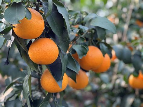 【喜迎二十大·重点项目巡航】花垣：“红美人”柑橘品改三年内完成1万亩 5元每斤保底收购