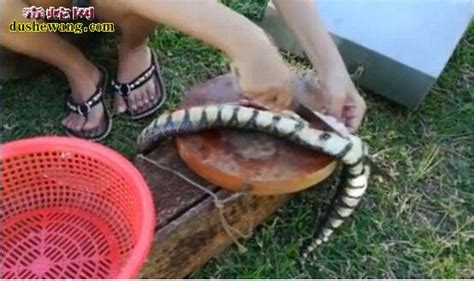80后女子在家养了7000条蛇，上演“美女与蛇”的故事 _鸿蒙_worldhm.com