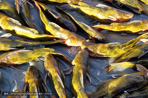 黄辣丁和三角峰的区别 - 鱼类百科 - 酷钓鱼