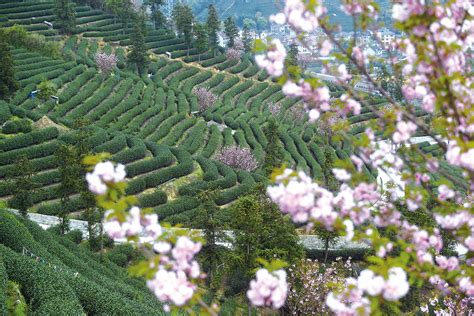 100亩茶园利润多少_100亩茶园一年多少收入- 茶文化网