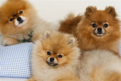 小体型狗的品种大全 十大适合家养的中型狗_宠物百科 - 养宠客