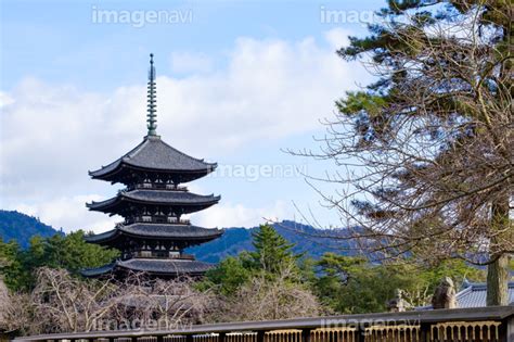 【興福寺五重塔】の画像素材(31145342) | 写真素材ならイメージナビ