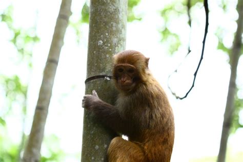 野生动物猴子高清图片下载-正版图片307585810-摄图网