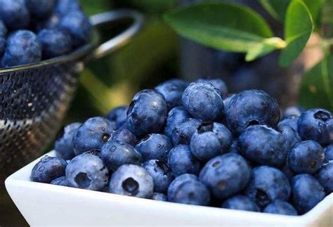 蓝莓为什么不打农药 - 业百科