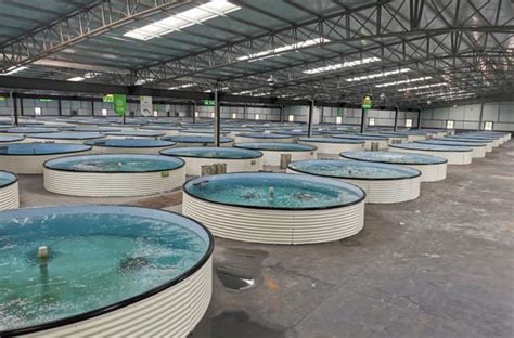 养殖：工厂化养鱼的关键技术和特点