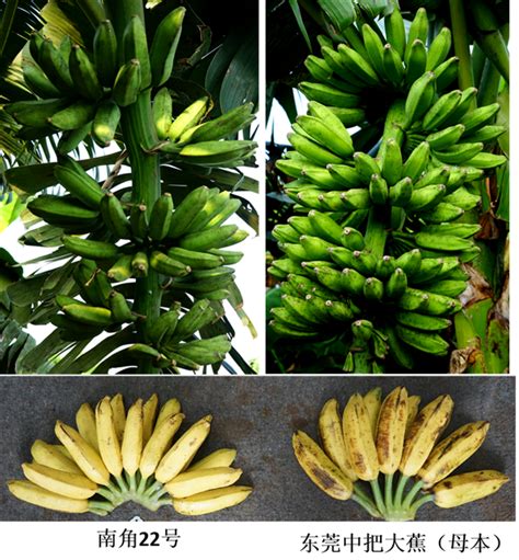 品种（产品）-南角22号香蕉
