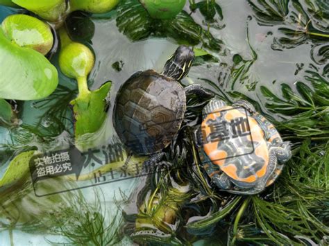 西锦龟图片