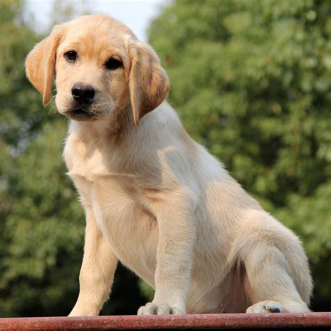 纯种拉布拉多犬幼犬狗狗出售 宠物拉布拉多犬可支付宝交易 拉布拉多犬 /编号10082307 - 宝贝它