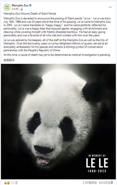 旅美大熊猫“乐乐”突然离世，中国驻美大使馆发声！ | 每经网