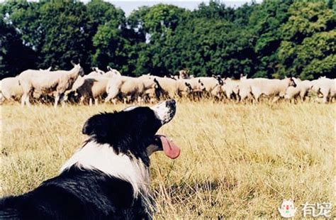 怎样训练牧羊犬赶羊,怎么训练牧羊犬圈养,德牧犬训练放羊的步骤_大山谷图库