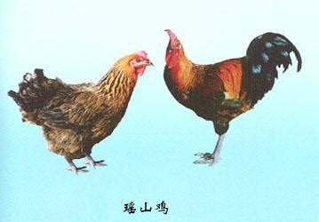 [瑶鸡批发] 放养粮食鸡，放心良心鸡价格108元/只 - 惠农网