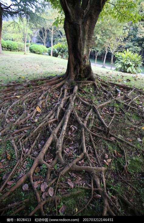 从植物根系出发，浅谈植物根系对植物养护的重要性-绿宝园林网