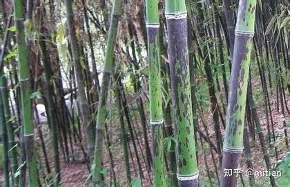 5种适合室内养的竹子,米竹怎样养才能长新芽,室内养竹子_大山谷图库