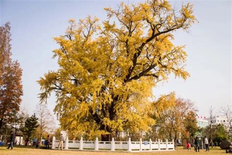 秋天的银杏树林高清图片下载-正版图片500831991-摄图网
