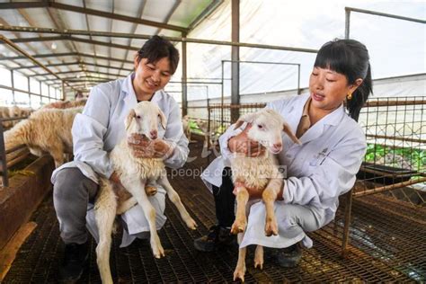 东乡：“羊”殖合作社 致富好前景