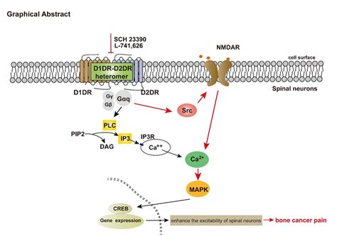 李峻柏课题组：共价组装多巴胺基纳米颗粒用于抗肿瘤协同治疗- X-MOL资讯