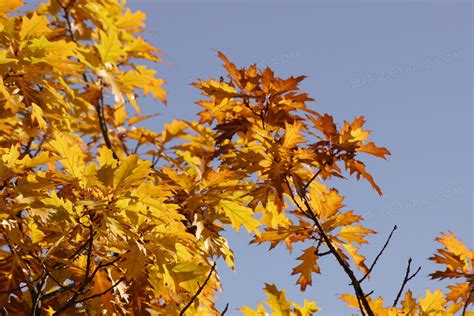 关于秋天的成语-关于秋天的成语,关于,秋天,成语 - 早旭阅读