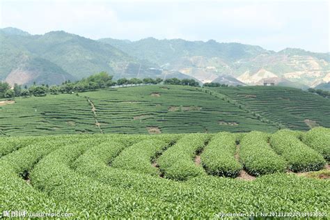 【茶百科】古树茶让人着迷的山野韵，从何而来？-津乔|匠制纯粹好茶
