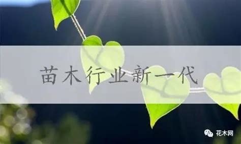 西安花木业十年奋进满目新-中国花卉网