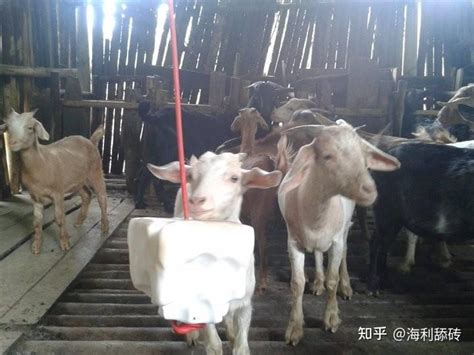 江西高安：生态养羊 助农增收-人民图片网