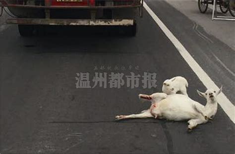 羊妈妈过马路遭货车撞伤 羊宝宝守护在旁不离不弃-新闻中心-温州网