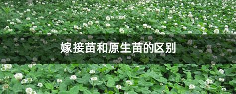 嫁接苗和原生苗的区别-种植技术-中国花木网