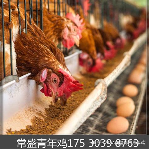 蛋鸡饲养过程中，养殖设备维护的重要性 - 知乎