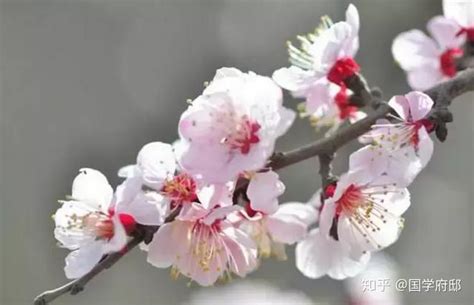 杏花的花语及传说 - 花语百科