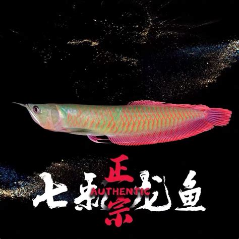 中国石斑鱼市场运行分析（附石斑鱼种类、海水养殖及海洋捕捞产量统计）-搜狐大视野-搜狐新闻