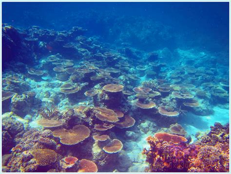 西沙群岛：珊瑚为国土增色 | 中国国家地理网