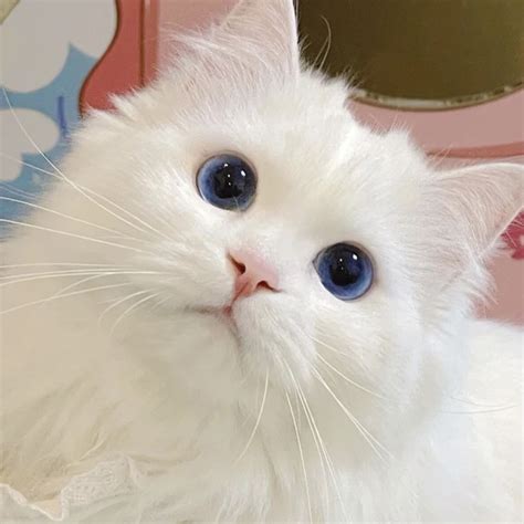 非主流宠物头像