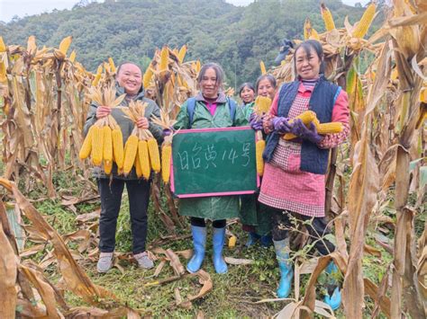 大关县玉米新品种试验 筛选出高产稳产新品种-农村青年网《农村青年》杂志社