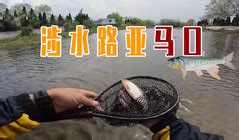 四海钓鱼大讲堂—细说海竿钓鲤鱼的优点和方法-四海钓鱼网