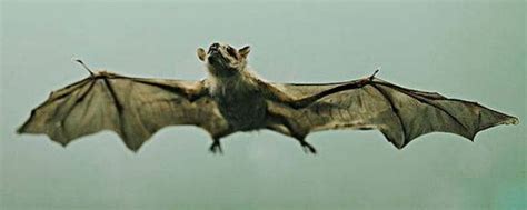 蝙蝠为什么能发出超声波 - 业百科