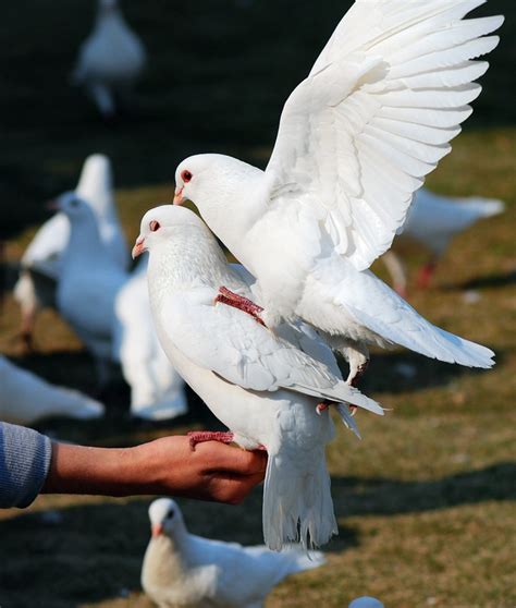 和平鸽的作者是谁（把鸽子作为世界和平的象征，始于毕加索） | 说明书网