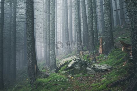 在雾云林地中漫步高清图片下载-正版图片304713205-摄图网
