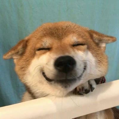 微笑狗头像图片